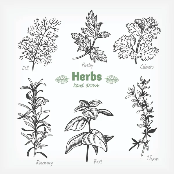 Kryddväxter vektor handritad illustration — Stock vektor