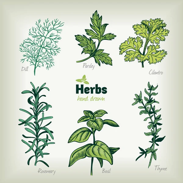 Hierbas culinarias vector ilustración dibujada a mano — Vector de stock