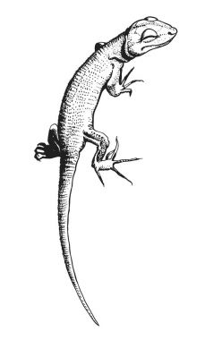 Kertenkele vektör elle çizilmiş çizim