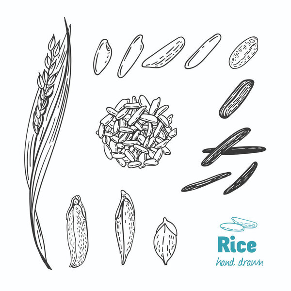 Rice vector hand drawn illustration