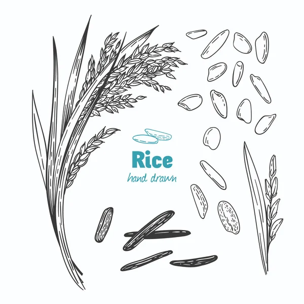 Ilustração desenhada à mão do vetor de arroz — Vetor de Stock