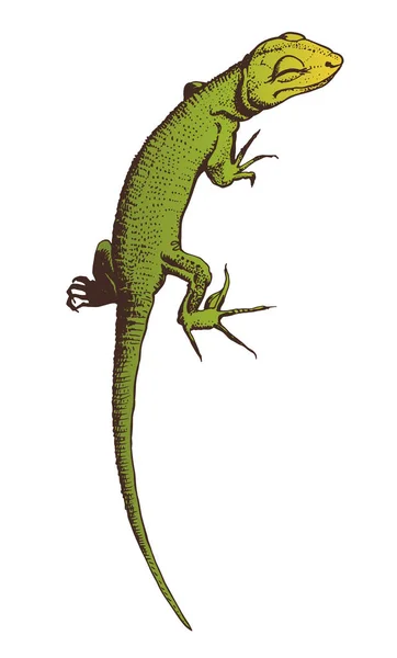Green lizard vector hand drawn illustration — Stock Vector