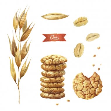 Oat plant, seeds, flakes and cookies watercolor illustration