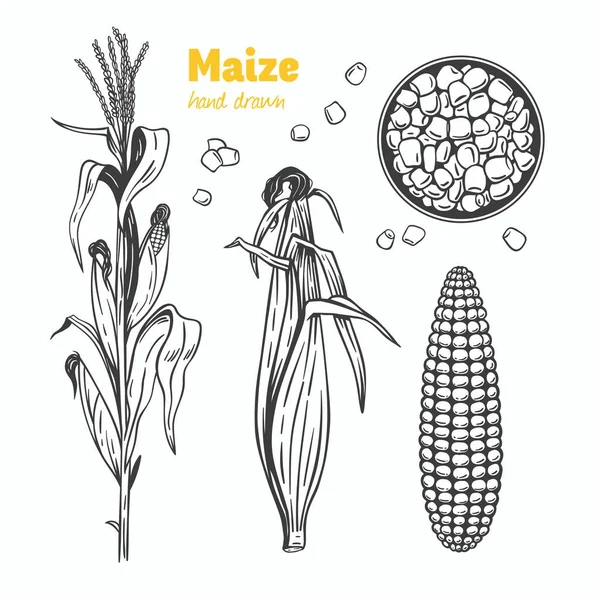 Ilustração desenhada à mão do vetor de milho — Vetor de Stock