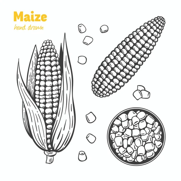 Ilustração desenhada à mão do vetor de milho — Vetor de Stock