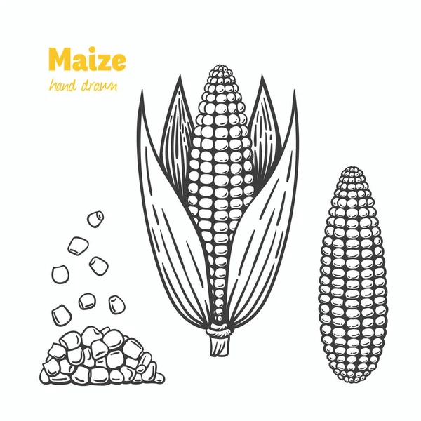 Maize vector hand drawn illustration — Stock Vector