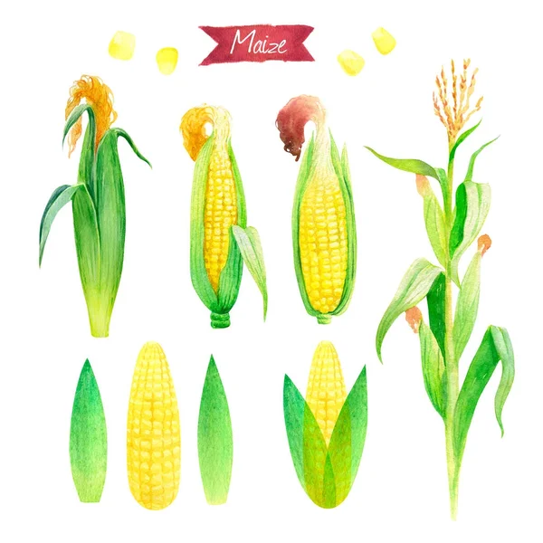 Акварельна ілюстрація рослин свіжої кукурудзи, вух, листя і насіння ізольовані на білому тлі з відсічними контурами — стокове фото