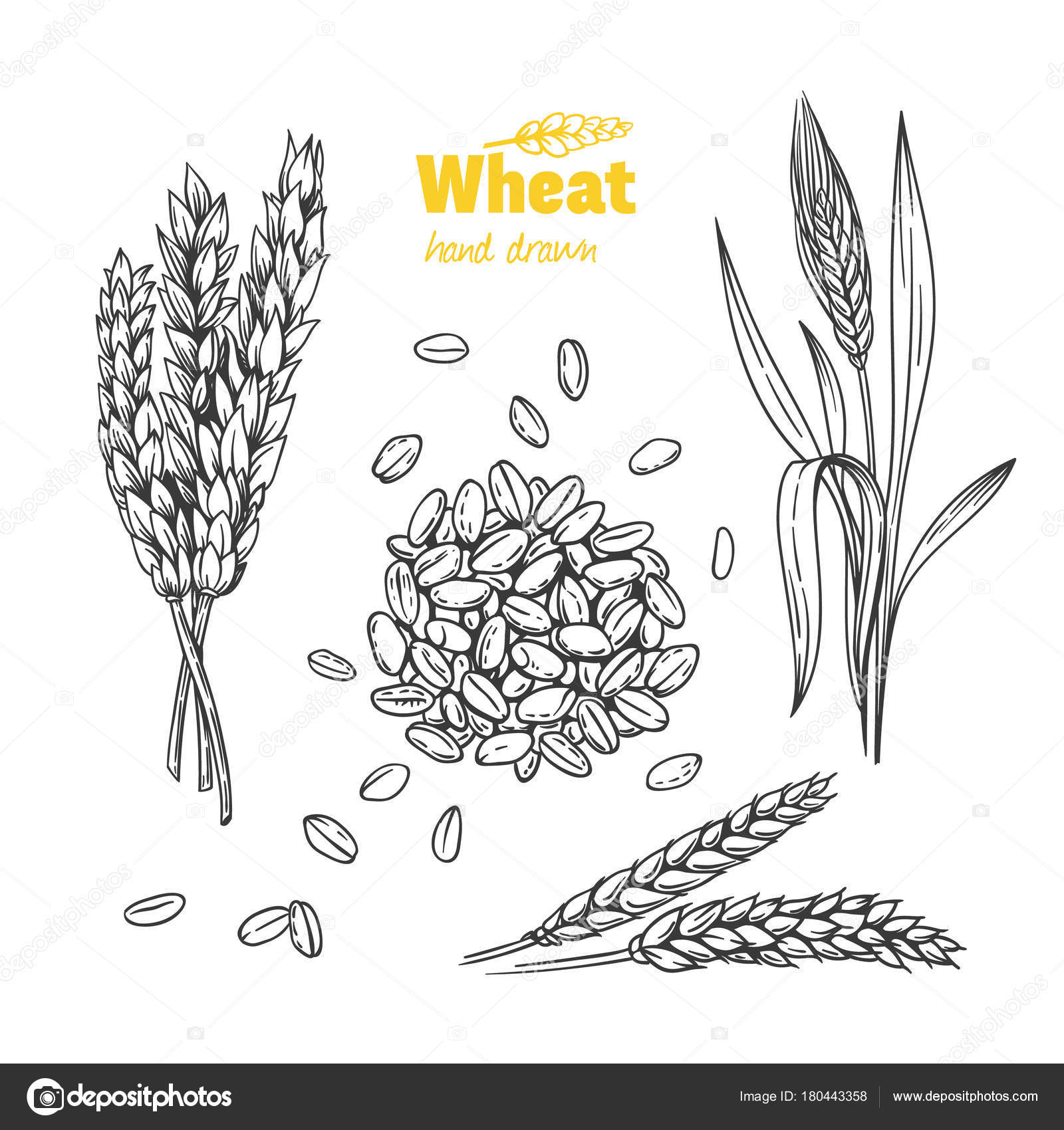 Image vectorielle Blé illustration dessinée à la main par  ©ananci.art@gmail.com - 180443358, image size:1600x1700