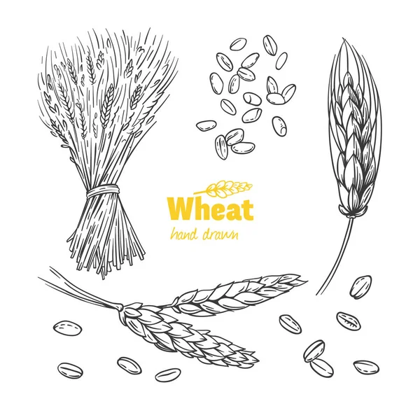 Wheat hand drawn illustration — Stock Vector