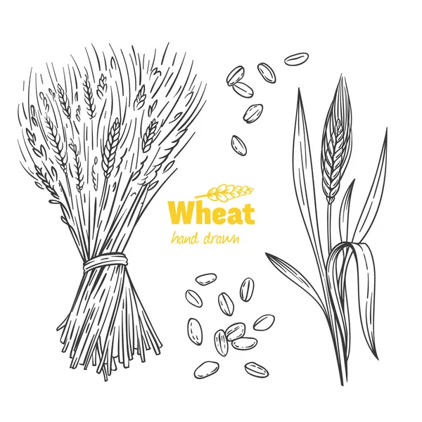 Wheat hand drawn illustration — Stock Vector