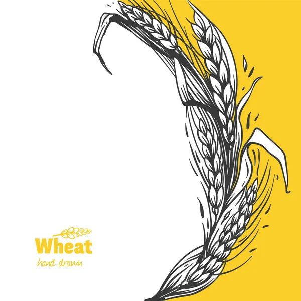 Wheat twig hand drawn vector illustration — Stock Vector