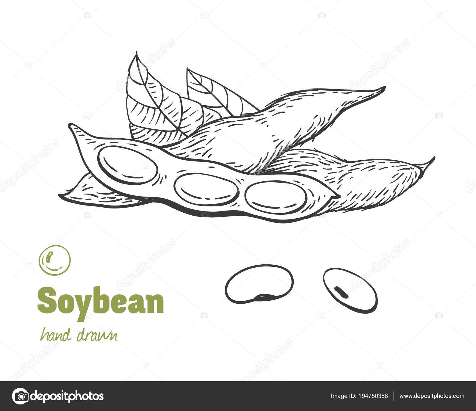 Soybean Design Elements Handdrawn Icons Sketch-vector Misc-free Vector Free  Download