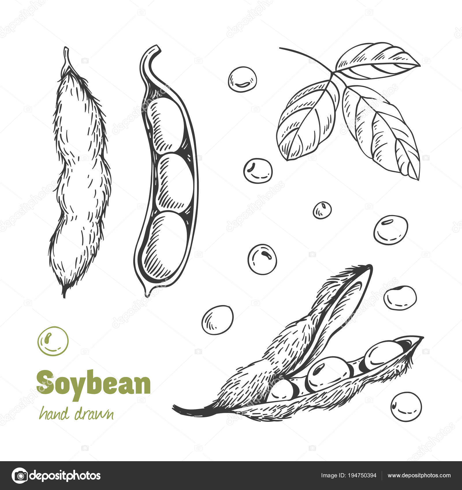 Soybean Plant Drawing
