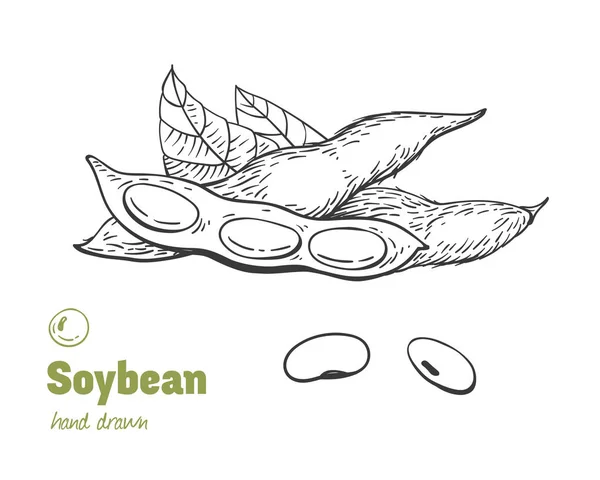 Conjunto de ilustração de mão desenhada de soja —  Vetores de Stock