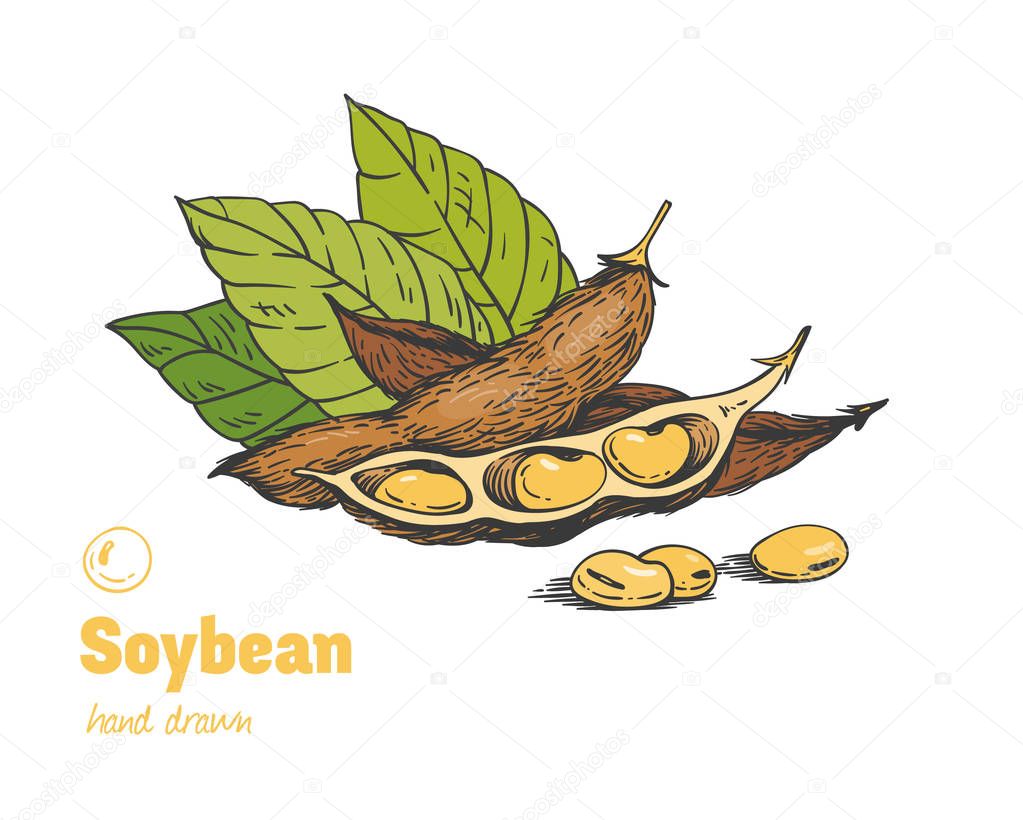 Soybean hand drawn illustration set 