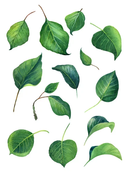 녹색 잎 물감 소묘 세트 — 스톡 사진