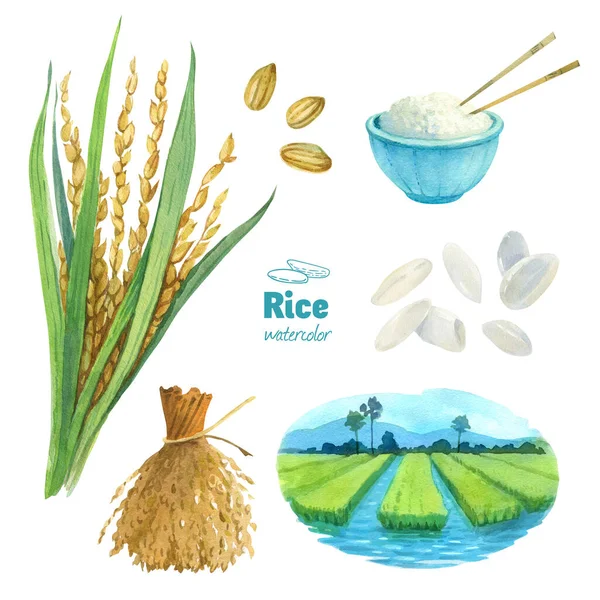 쌀 수채화 그림 클리핑 경로 설정 — 스톡 사진