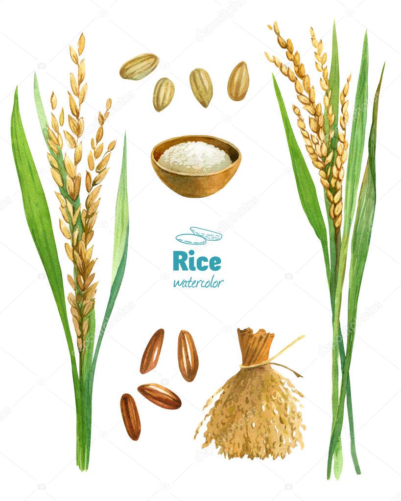 Rice watercolor illustration set with clipping paths