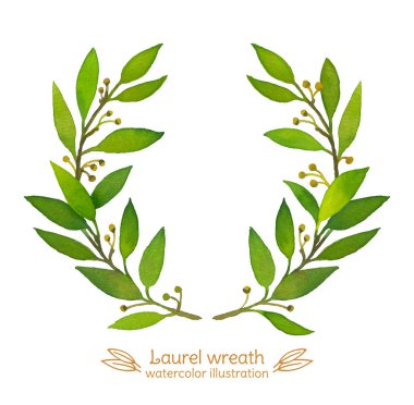 Laurel Körfezi Çelengi suluboya çizimi