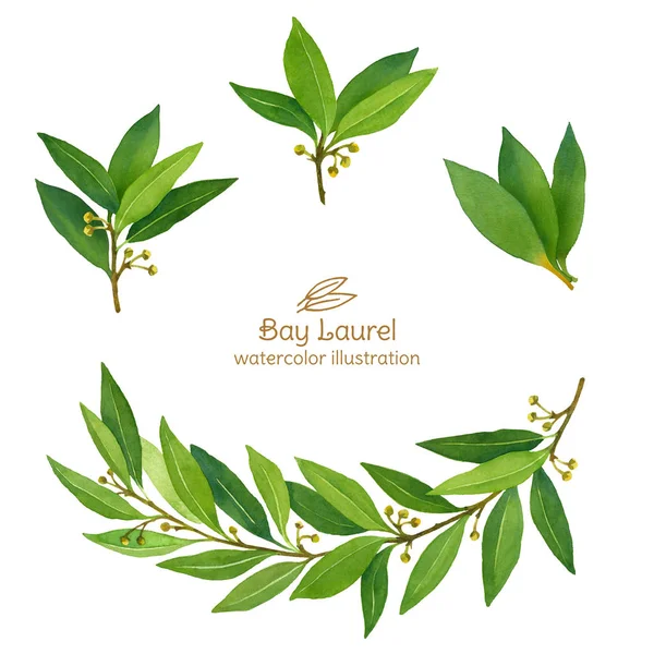 Laurel Bay leaves watercolor illustration — 스톡 사진