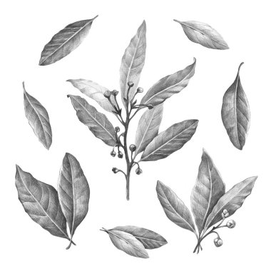 Laurel Bay leaves pencil drawing