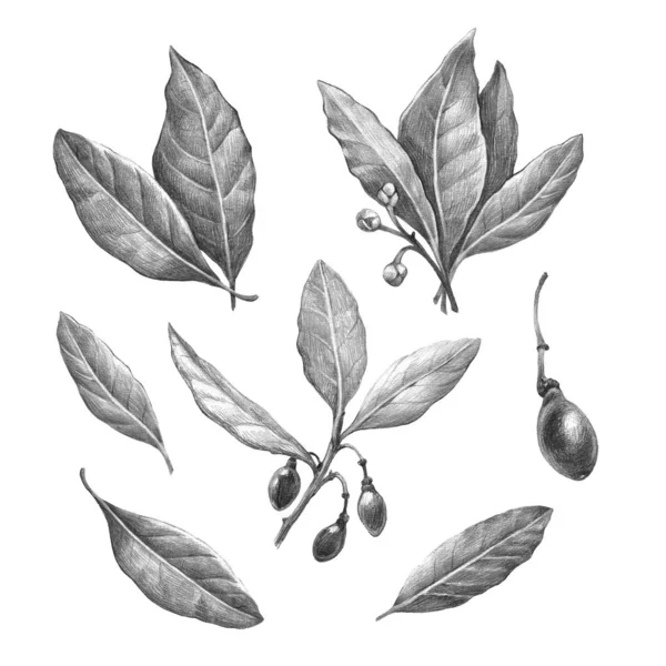 Laurel Bay leaves pencil drawing — 스톡 사진