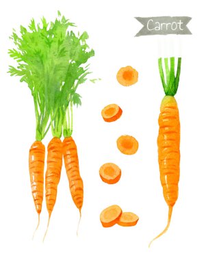 Havuç suluboya resim