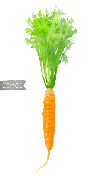 Carrot watercolor illustration — 스톡 사진