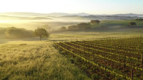 Toscane Foggy Landscape Toscane Wijngaard Wijnmakerij Mist Mist Achtergrond Luchtfoto — Stockvideo