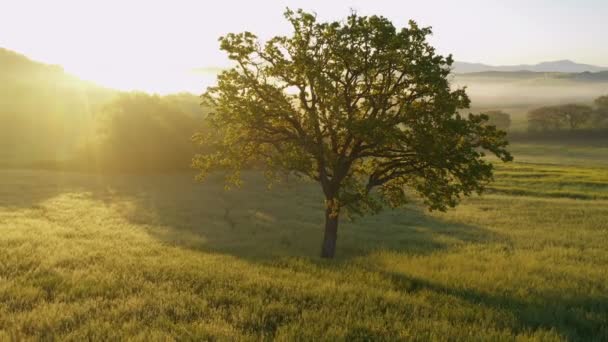 Arbre Solitaire Sur Prairie Foggy Toscane Misty Sunrise Rayons Soleil — Video