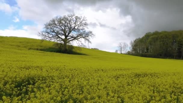 Blommande Blommornas Fält Rapsfröblomma Flygutsikt Drönare — Stockvideo