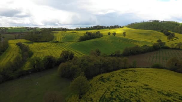 Field Blooming Flowers Rapeseed Blossom Aerial View Drone — Stock Video