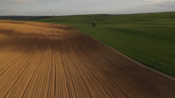 Uma Árvore Solitária Num Campo Verde Campo Relva Verde Arado — Vídeo de Stock