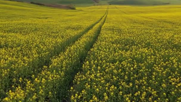 百花盛开的领域 菜籽Blossom 空中景观 — 图库视频影像