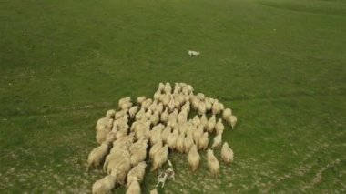 Toskana 'daki Tepe' deki Yeşil Tarladaki Koyun Sürüsü. Hava görüntüsü. Drone Görünümü