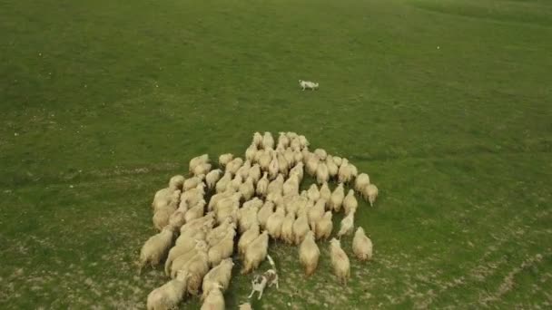 Toskana Daki Tepe Deki Yeşil Tarladaki Koyun Sürüsü Hava Görüntüsü — Stok video