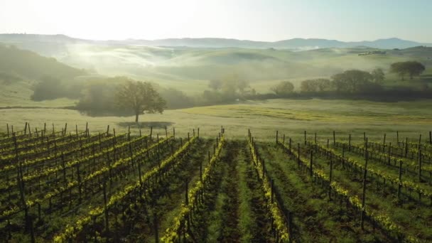 Toscana Foggy Landscape Tuscany Vineyard Vinery Nebbia Nebbia Sullo Sfondo — Video Stock