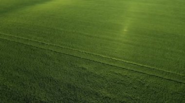 Rüzgâr otları hareket ettiriyor. Yeşil Saha 'daki Rüzgar Hareketi. Hava Görüntüsü. Drone