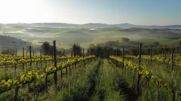 Toscana Niebla Paisaje Toscana Viña Maquinaria Niebla Niebla Fondo Vista — Vídeos de Stock