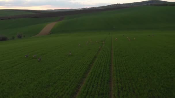 Running Herd Roe Deer Field Tuscany Moravia Europe Vista Aérea — Vídeo de stock