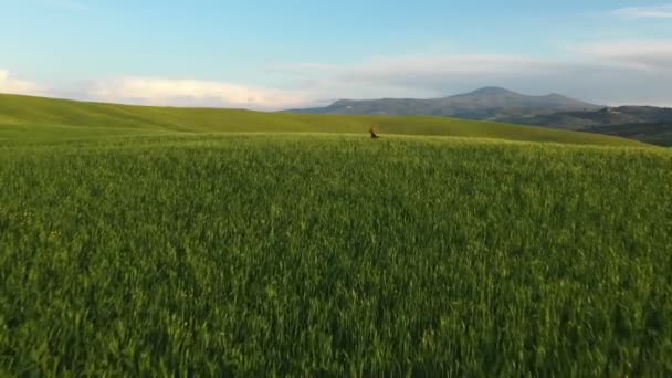 Ciervo Que Corre Campo Verde Toscana Moravia Europa Vista Aérea — Vídeo de stock