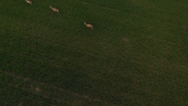 Running Herd Roe Deer Een Veld Toscane Moravië Europa Luchtfoto — Stockvideo