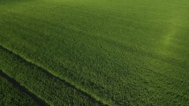 Viento Mueve Hierba Movimiento Del Viento Campo Verde Vista Aérea — Vídeos de Stock