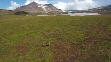 Yavrularıyla kahverengi ayı. Kamçatka 'da Yürüyen Yavrularla Ayı. Drone Video. Hava Görünümü.