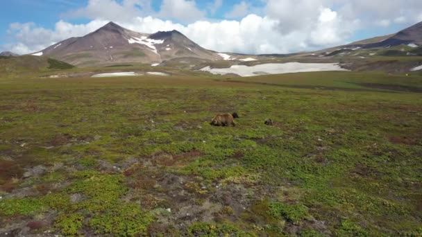 Brunbjörn Med Ungar Tålamod Med Cubs Walking Kamchatka Drönarvideo Flygvy — Stockvideo