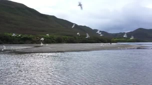 Oso Marrón Queda Río Pesca Grizzly Río Península Kamchatka Drone — Vídeo de stock