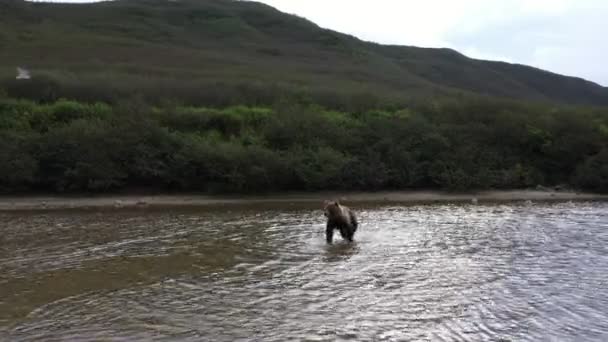 Braunbär Attacke Auf Dem Fluss Kamtschatka Drohnenvideo Stock-Filmmaterial