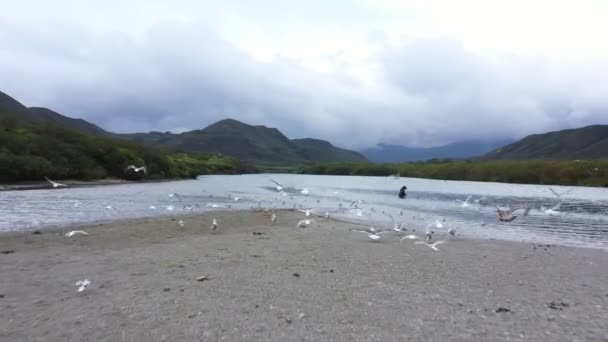Oso Marrón Queda Río Pesca Grizzly Río Península Kamchatka Drone — Vídeo de stock