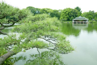 Çam ağacı, su birikintisi ve geleneksel Japon ev