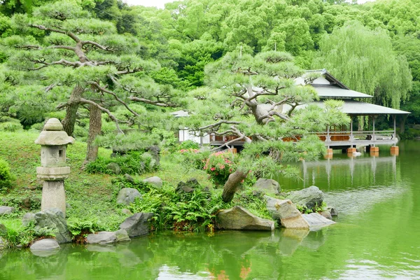 Πράσινο πεύκο, πίσω αυλή και παραδοσιακό ιαπωνικό σπίτι — Φωτογραφία Αρχείου